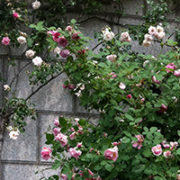 jardin des roses
